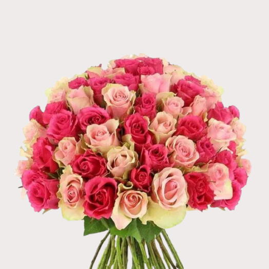 100 Light Pink   Dark Pink Roses