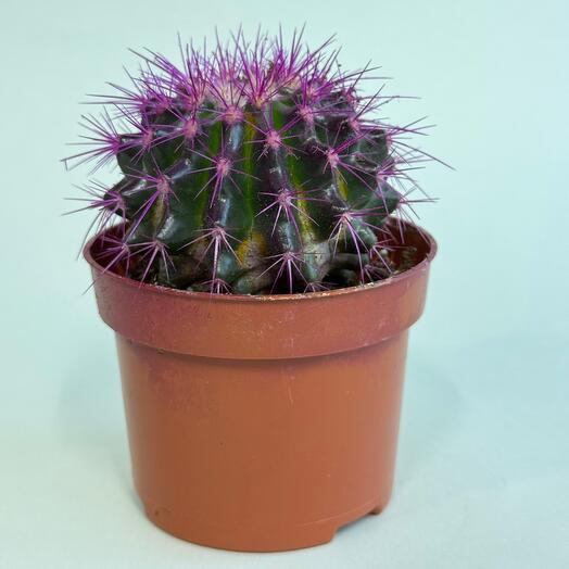 Эхинокактус сиреневый