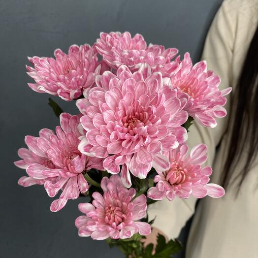 Rose Bush Chrysanthemum