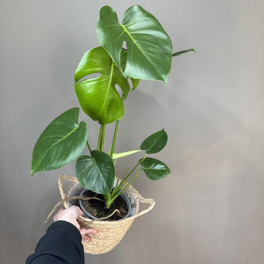 Монстера в плетеной корзине