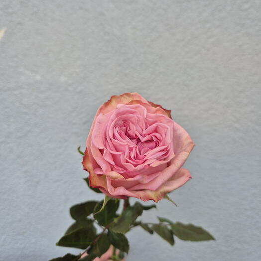 Pink O Hara Roses - Choose from 9 pieces