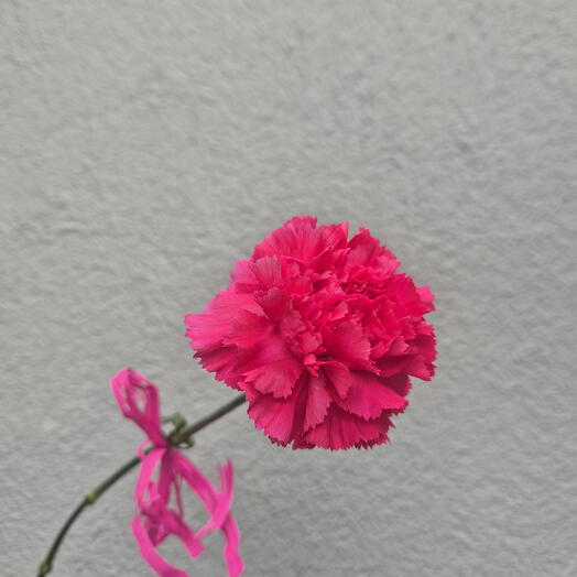 Málnaszínű szegfű - Válasszon a 15 darab közül