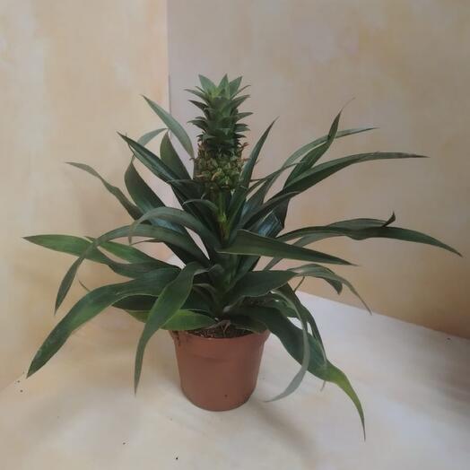 Planta de interior"Piña"