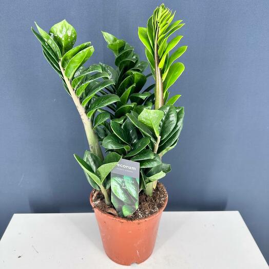 Замиокулькас Зензи 40 см, с молодыми листьями