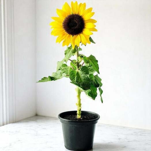 Helianthus Annuus Sunflower