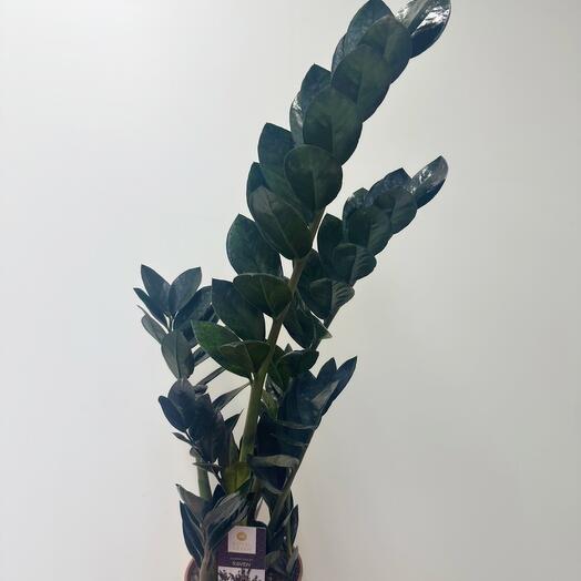 Black zamiokulkas