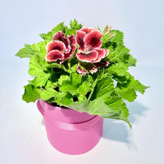 Герань Пеларгония Королевская в ярко-розовой подарочной коробке