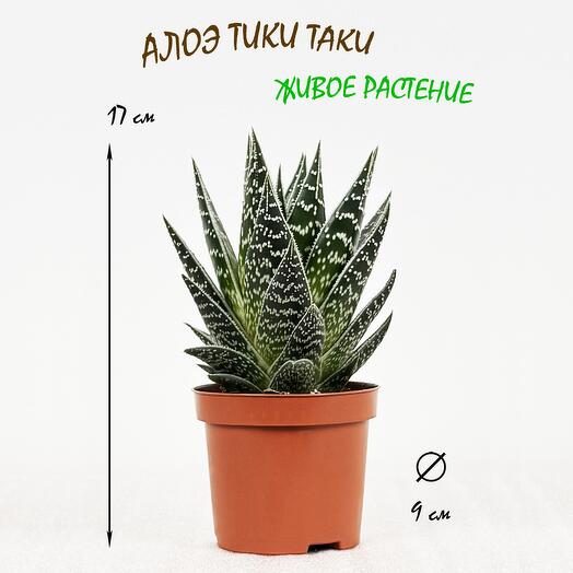 Алоэ Тики Таки в горшке, высота 15-20см