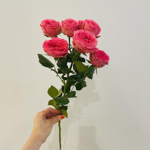 Роза 🌹 кустовая розовая