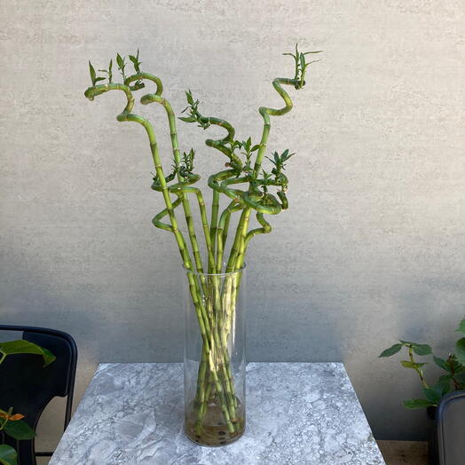 11 adet şans bambu çiçeği 40 cm silindir cam vazo ile