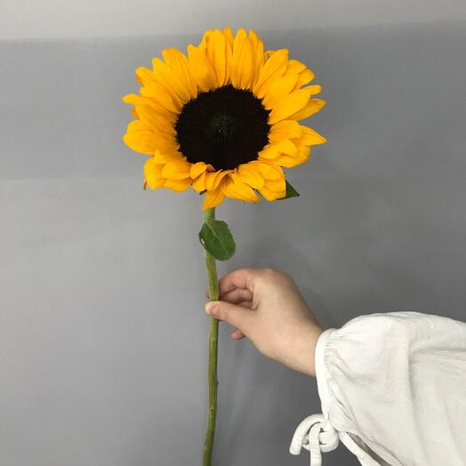Подсолнух 🌻