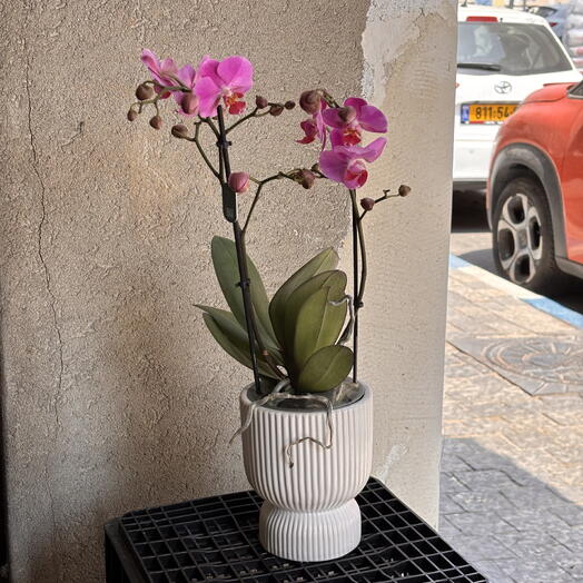 Orchid purple