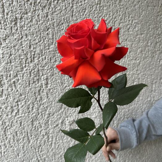 Французская Роза Нина