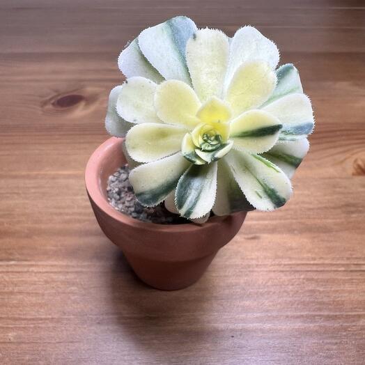 Эониум Кастелло-Паве