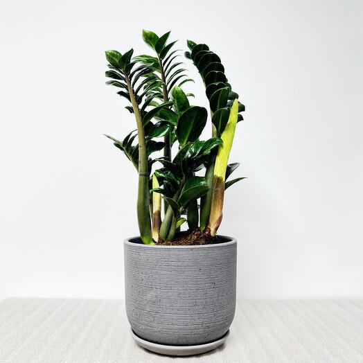 Замиокулькас Зензи в сером керамическом горшке с поддоном, высота 45-50см