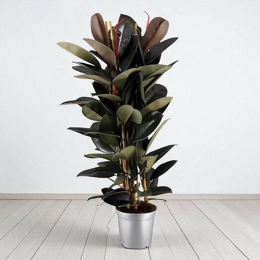 Ficus Robusta