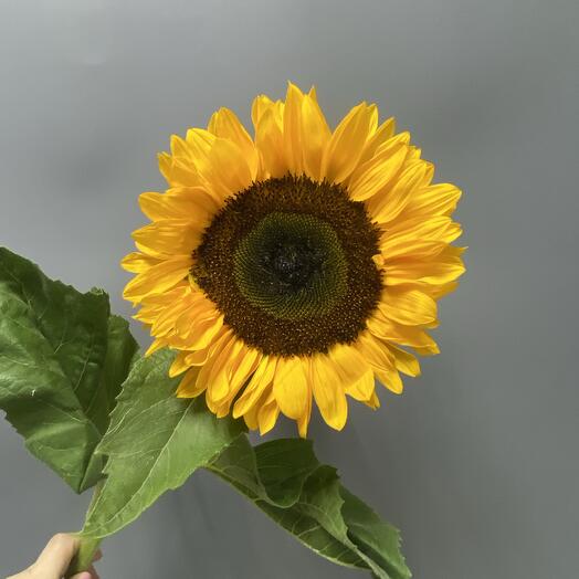 Подсолнух 🌻