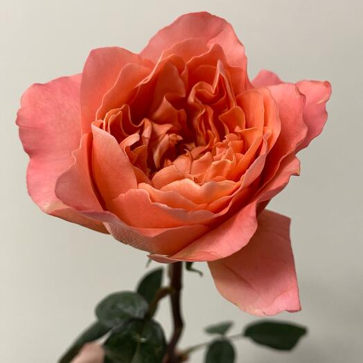 Пионовидная роза Драгонфлай