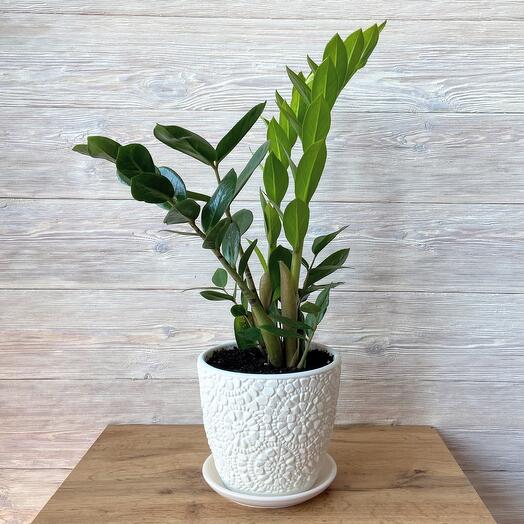 Замиокулькас в белом бетонном горшке с поддоном