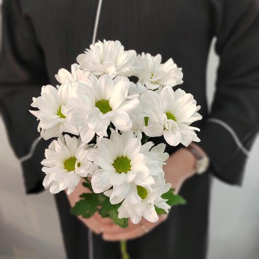 Хризантема Ромашковая