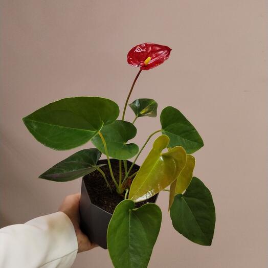 Комнатное растение Антуриум (Мужское счастье)