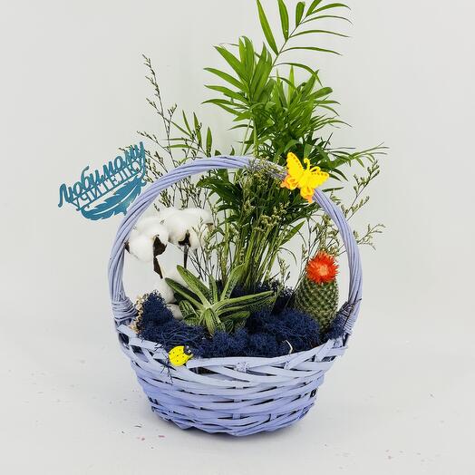 Мини сад цветы комнатные в корзине маме бабушке