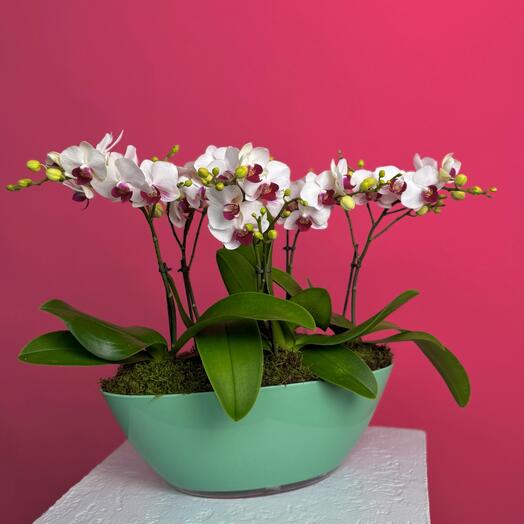 Орхидеи белые в лодочке