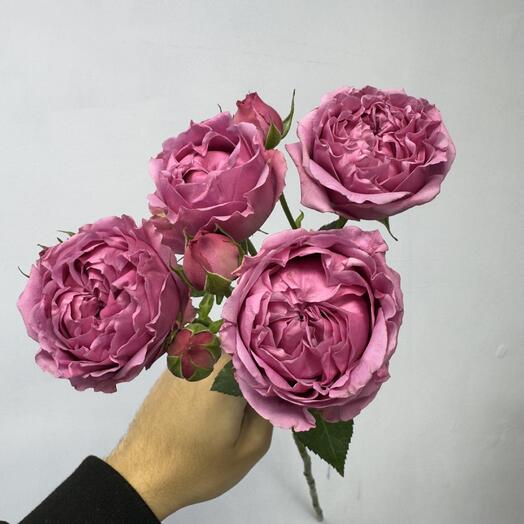 Мисти баблс