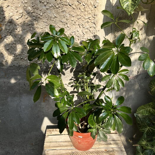 🌿 Шеффлера — зелёная ладонь удачи и спокойствия
