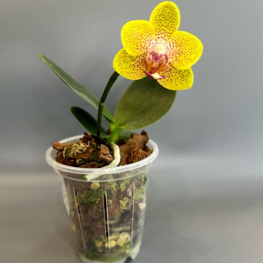 Фаленопсис AN6613 Phal. Anmio Berry ‘ 6613  peloric Мейншоу арома (цветёт)