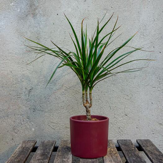 Mini Dracena