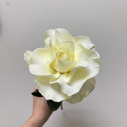 Французская Роза Мондиаль