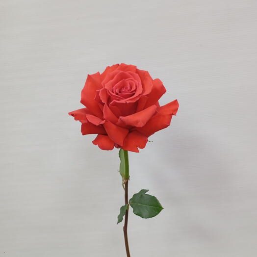 Роза французская "Нина", алая, 60-70 см, Эквадор