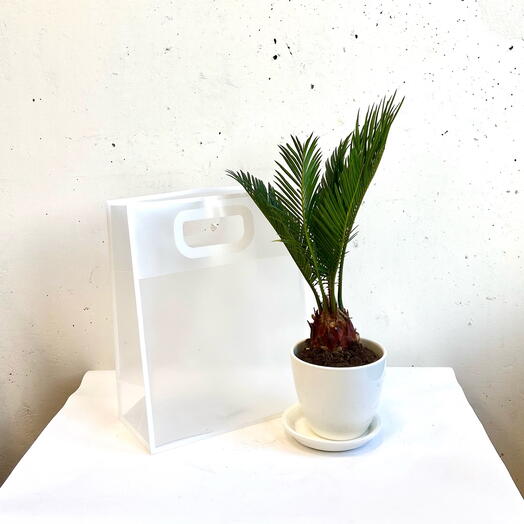 Cicas Revoluciona el plantón