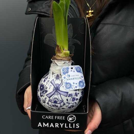 Amarylis CUIDADO grátis limitado