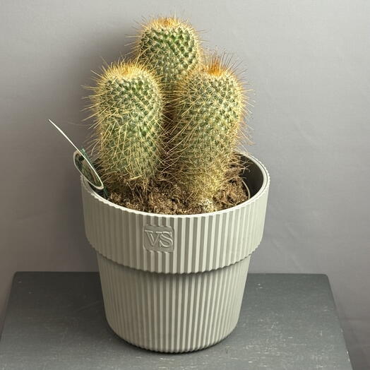 Красивый большой кактус в стильном сером горшке ( диаметр 17)
