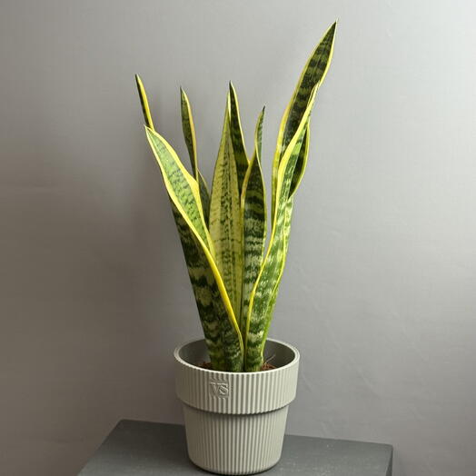 Сансевиерия трёхполосная ( тёщин язык ) в стильном горшке 🪴