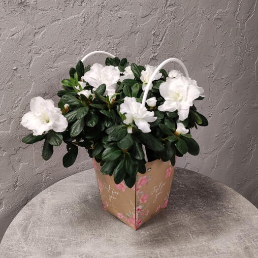 Комнатное растение Азалия белая