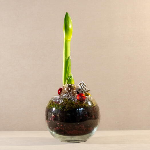 Амариллис в стекле