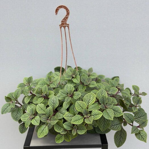 Плектрантус (PLECTRANTHUS HANGPOT)