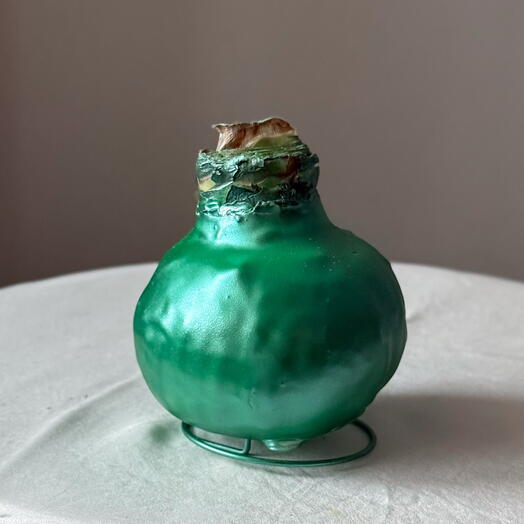 Амариллис в зеленом сияющем воске