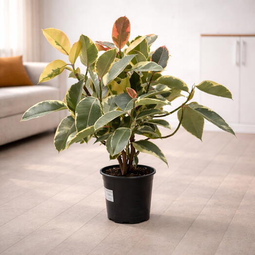 Ficus Tineke