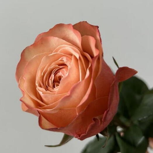 Kahala rose - warm peach and terracota rose