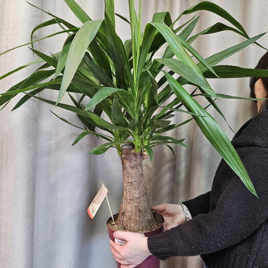 Юкка Слоновая (Yucca Elephantipes)