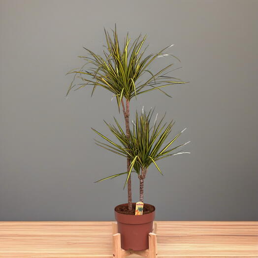 ДРАЦЕНА (DRACAENA) MA SUNRAY TOEF X 2Т