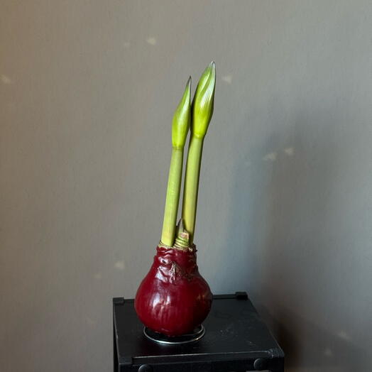 Луковица амариллиса в красном воске