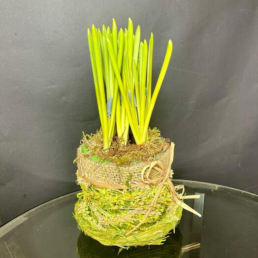 Чашечка весенних голубых мускари