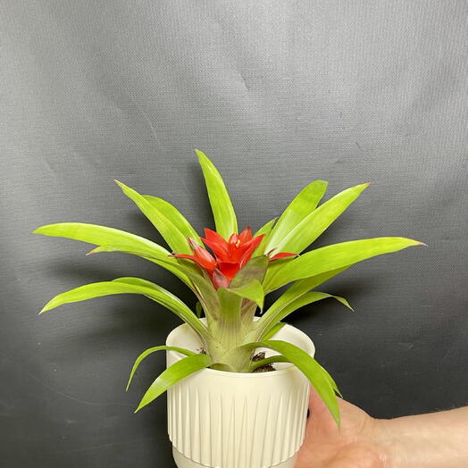 Бромелия (Гузмания) небольшая в кашпо