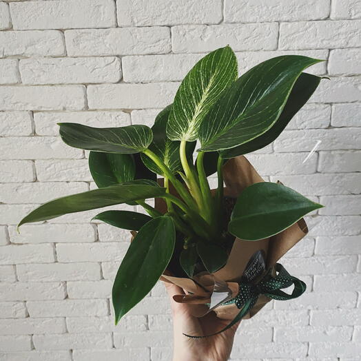 Филодендрон в горшке