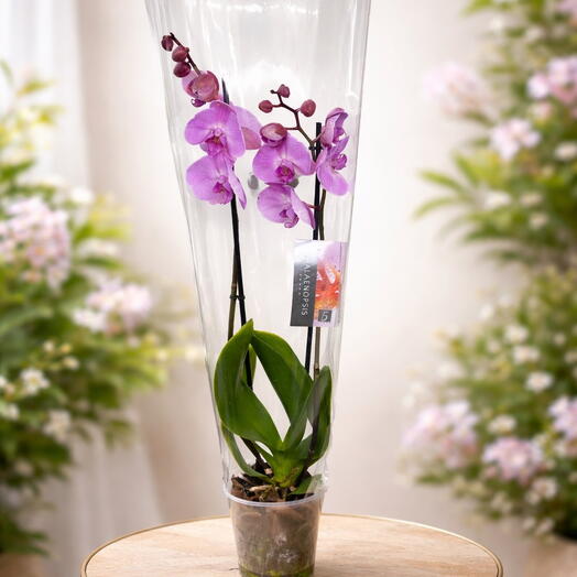 Фиолетовая орхидея Фаленопсис в подарочной упаковке